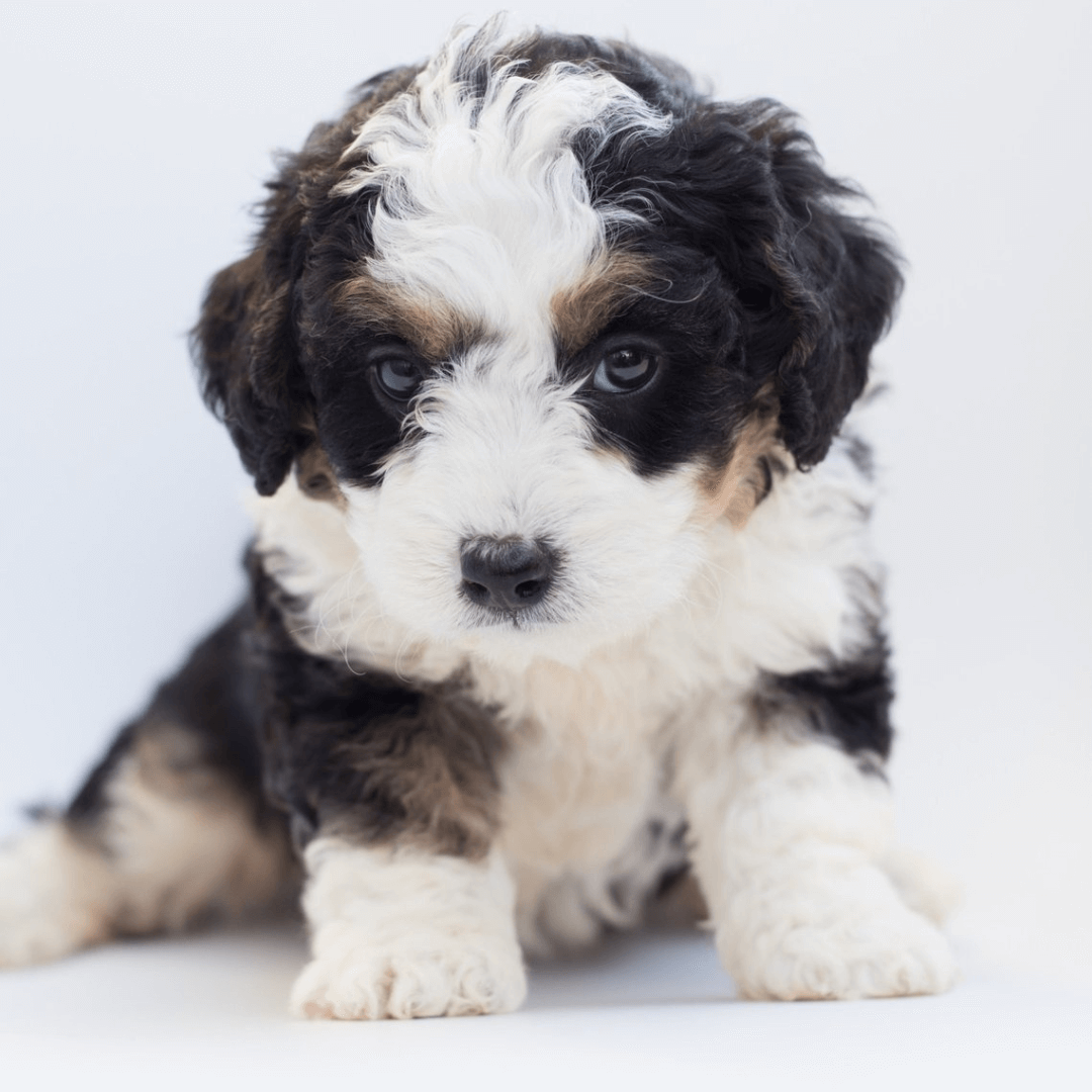 Tips for Selecting the Perfect Family Dog: Mini Breeds to Consider